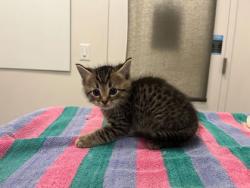 Shelter Stray Male Cat last seen N Jackson Ave & NE Russell Rd, KCMO, 64117, 64117, MO, 7077 Elmwood Ave, Kansas City, MO 64132, USA