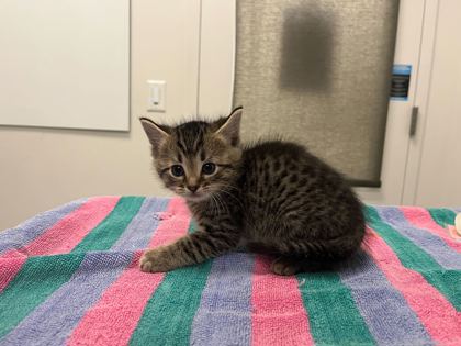 Shelter Stray Male Cat last seen N Jackson Ave & NE Russell Rd, KCMO, 64117, 64117, MO, 7077 Elmwood Ave, Kansas City, MO 64132, USA