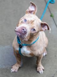 Shelter Stray Male Dog last seen , 30317, GA, 3280 Chamblee Dunwoody Rd, Chamblee, GA 30341, USA