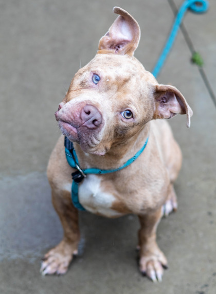 Shelter Stray Male Dog last seen , 30317, GA, 3280 Chamblee Dunwoody Rd, Chamblee, GA 30341, USA