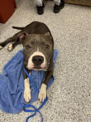Shelter Stray Male Dog last seen Near Kingston Pike, Knox County ASO, TN, 3201 Division St, Knoxville, TN 37919, USA