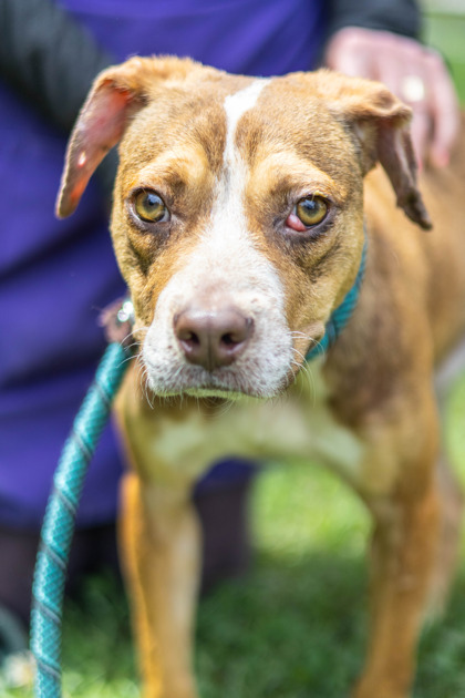 Shelter Stray Male Dog last seen , 30032, GA, 3280 Chamblee Dunwoody Rd, Chamblee, GA 30341, USA