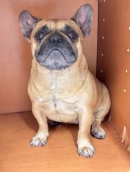 Shelter Stray Female Dog last seen Early Rd, Knox County GP, TN, 3201 Division St, Knoxville, TN 37919, USA