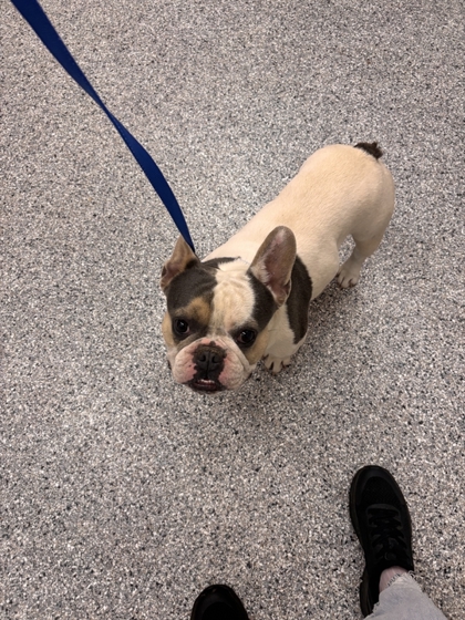 Shelter Stray Male Dog last seen Early Rd, Knox County GP, TN, 3201 Division St, Knoxville, TN 37919, USA