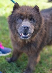 Shelter Stray Female Dog last seen Near Hickory Wood Ln, 30360, GA, 3280 Chamblee Dunwoody Rd, Chamblee, GA 30341, USA