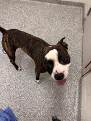 Shelter Stray Male Dog last seen Near Ault Rd, Knox County GP, TN, 3201 Division St, Knoxville, TN 37919, USA