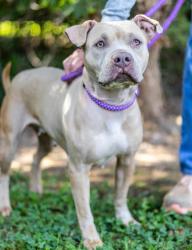 Shelter Stray Female Dog last seen Near Northeast Expy NE, 30345, GA, 3280 Chamblee Dunwoody Rd, Chamblee, GA 30341, USA