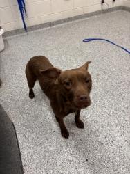 Shelter Stray Female Dog last seen Stony Point Rd, Knox County GP, TN, 3201 Division St, Knoxville, TN 37919, USA