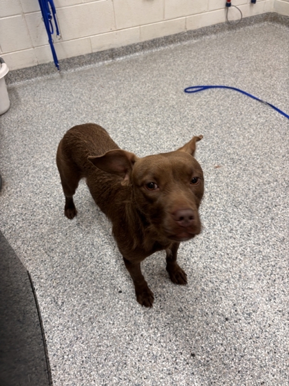 Shelter Stray Female Dog last seen Stony Point Rd, Knox County GP, TN, 3201 Division St, Knoxville, TN 37919, USA