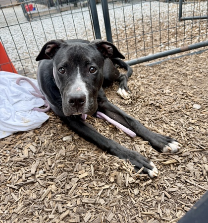 Shelter Stray Female Dog last seen Near Covington Dr Decatur, 30032, 30032, GA, 3280 Chamblee Dunwoody Rd, Chamblee, GA 30341, USA