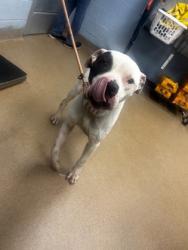 Shelter Stray Male Dog last seen Near Chamblee Dunwoody Rd, Chamblee 30341, 30341, GA, 3280 Chamblee Dunwoody Rd, Chamblee, GA 30341, USA