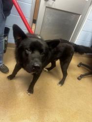 Shelter Stray Male Dog last seen , , GA, 3280 Chamblee Dunwoody Rd, Chamblee, GA 30341, USA