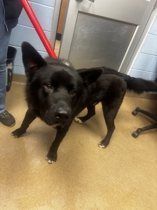 Shelter Stray Male Dog last seen , , GA, 3280 Chamblee Dunwoody Rd, Chamblee, GA 30341, USA