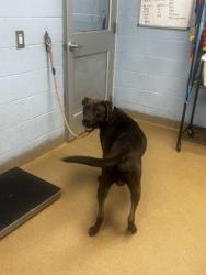 Shelter Stray Male Dog last seen Near Constitution Road Atlanta, 30316, 30316, GA, 3280 Chamblee Dunwoody Rd, Chamblee, GA 30341, USA