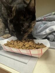 Shelter Stray Unknown Cat last seen Near Chamblee Dunwoody Road, Chamblee, GA, 30341, 30341, GA, 3280 Chamblee Dunwoody Rd, Chamblee, GA 30341, USA