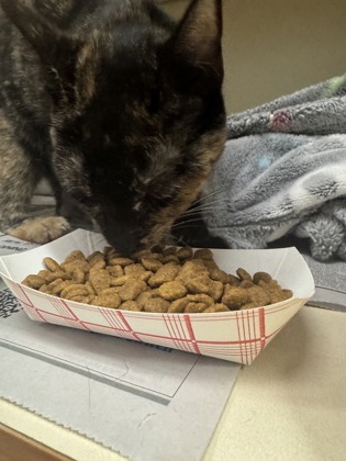 Shelter Stray Unknown Cat last seen Near Chamblee Dunwoody Road, Chamblee, GA, 30341, 30341, GA, 3280 Chamblee Dunwoody Rd, Chamblee, GA 30341, USA