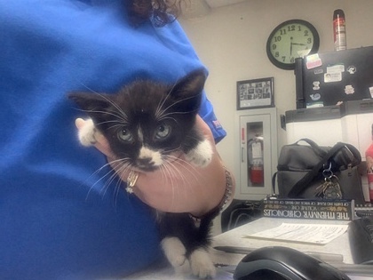 Shelter Stray Female Cat last seen Near E Berry St, East District, TX, 355 Hillshire Dr, Haslet, TX 76052, USA