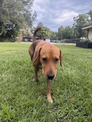 Found/Stray Male Dog last seen rolling oak drive, lakeland, fl 33810, Lakeland, FL 33810