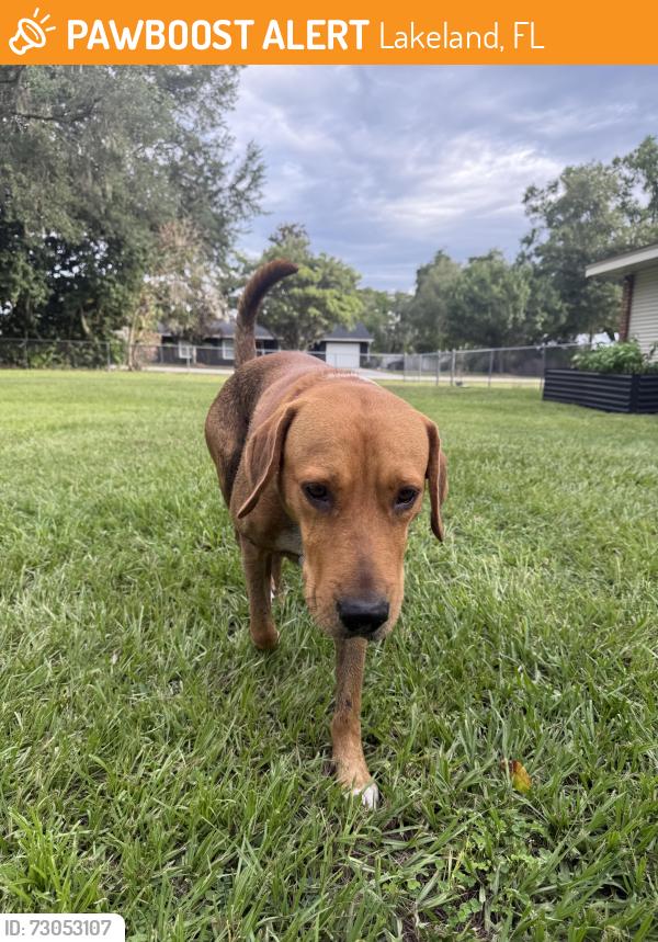 Found/Stray Male Dog last seen rolling oak drive, lakeland, fl 33810, Lakeland, FL 33810