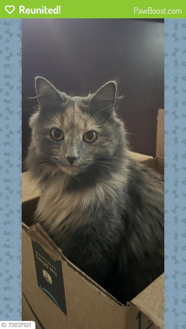 Reunited Female Cat last seen New Brooklyn Erial, Winslow Township, NJ 08081