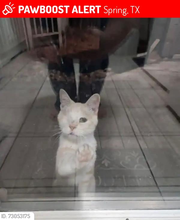 Lost Male Cat last seen Cypressewood, Spring, TX 77388