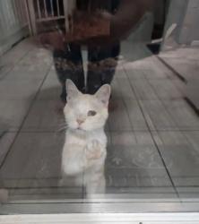 Lost Male Cat last seen Cypressewood, Spring, TX 77388