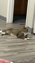 Reunited Female Cat last seen Near NW Myhre Rd, Silverdale, WA 98383
