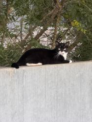 Found/Stray Unknown Cat last seen Sojourn Glenwood Place apmts, Raleigh, NC 27612