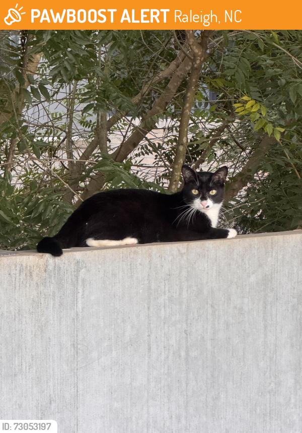 Found/Stray Unknown Cat last seen Sojourn Glenwood Place apmts, Raleigh, NC 27612