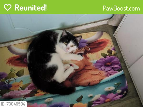 Reunited Male Cat last seen stanley grove, Longsight, England M12 5RJ