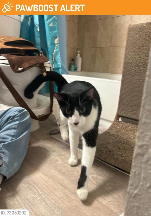 Found/Stray Female Cat last seen Retreat at Altamonte Springs, Altamonte Springs, FL 32701