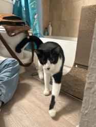 Found/Stray Female Cat last seen Retreat at Altamonte Springs, Altamonte Springs, FL 32701