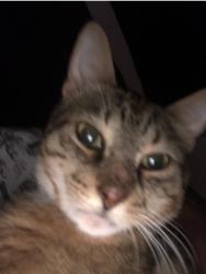 Lost Male Cat last seen Metro west, Orlando, FL 32835