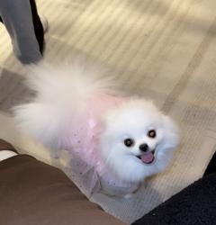 Reunited Female Dog last seen Emerald st , Philadelphia, PA 19134