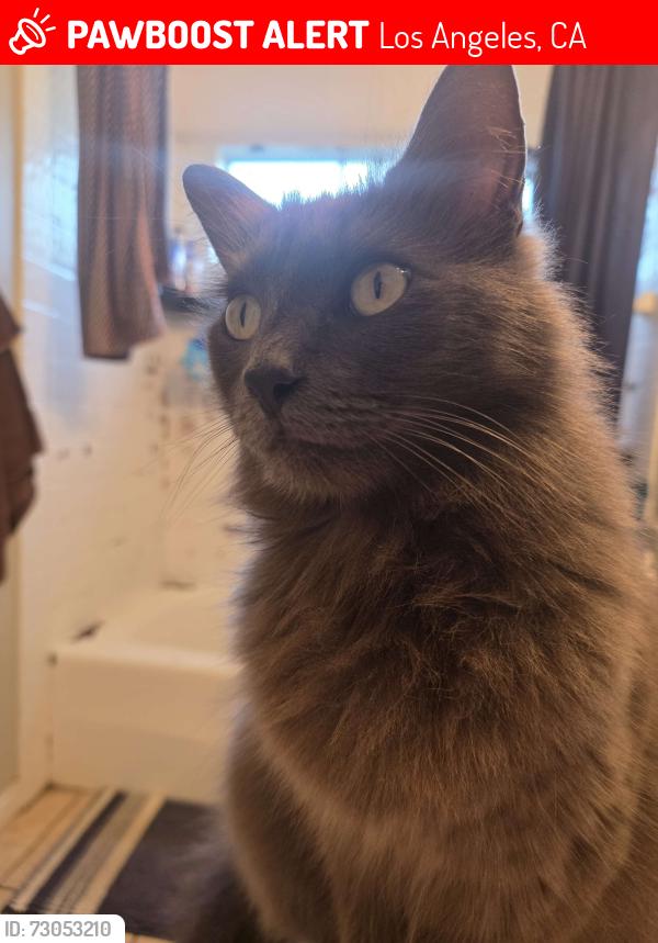 Lost Male Cat last seen Kingsbury and Halbert, Los Angeles, CA 91345