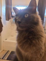 Lost Male Cat last seen Kingsbury and Halbert, Los Angeles, CA 91345