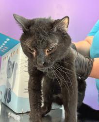 Shelter Stray Male Cat last seen Near E Murray Park Avenue, MURRAY CITY, UT, 84107, 511 W 3900 S, Salt Lake City, UT 84123, USA