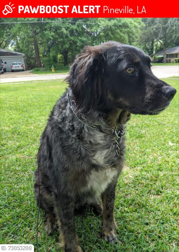 Lost Male Dog last seen Philadelphia road, Pineville LA, Pineville, LA 71360