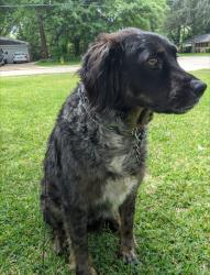 Lost Male Dog last seen Philadelphia road, Pineville LA, Pineville, LA 71360