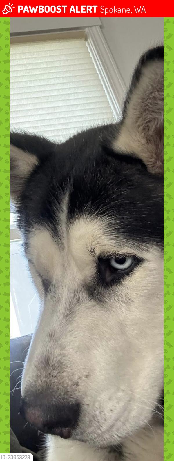 Lost Male Dog last seen Northwest boulevard and Wesley, Spokane, WA 99205
