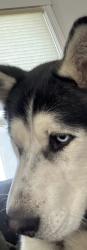 Lost Male Dog last seen Northwest boulevard and Wesley, Spokane, WA 99205