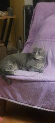 Reunited Female Cat last seen Blandena, Portland, OR 97217