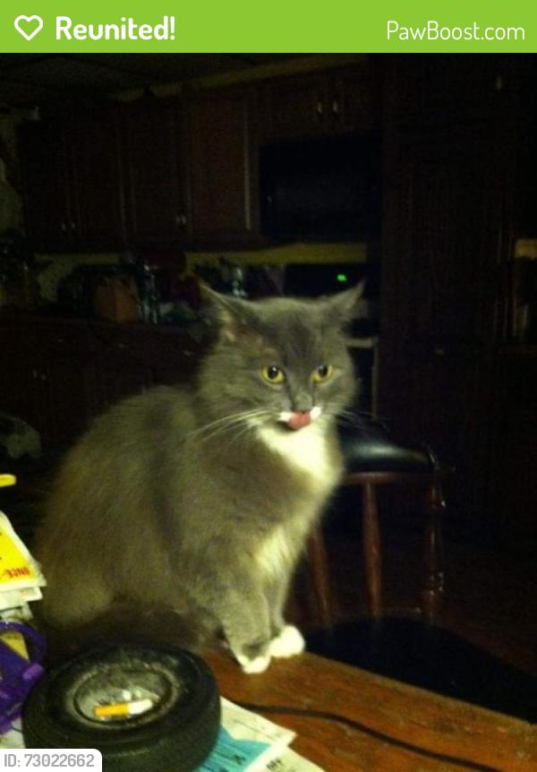 Reunited Female Cat last seen Behind village of goshen P.D., Goshen, NY 10924