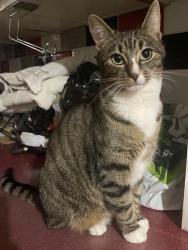 Lost Female Cat last seen Kings heath, West Midlands, England 