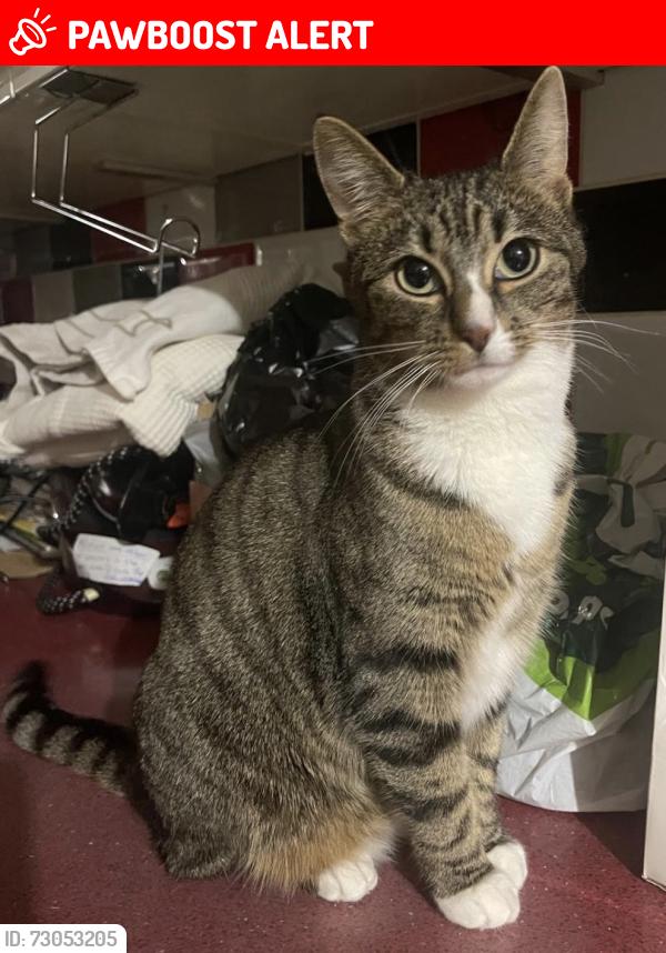 Lost Female Cat last seen Kings heath, West Midlands, England 