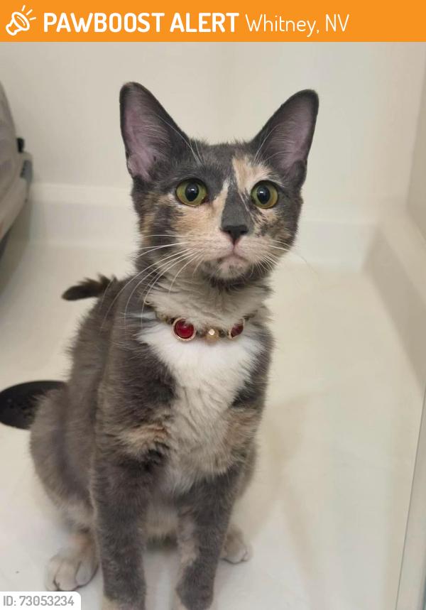 Found/Stray Female Cat last seen In the wash behind the hses on greenwood springs drive, Whitney, NV 89122