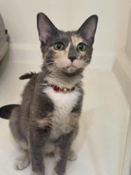 Found/Stray Female Cat last seen In the wash behind the hses on greenwood springs drive, Whitney, NV 89122