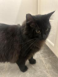 Lost Male Cat last seen Diane Ln and Winston Dr, Bolingbrook, IL 60440