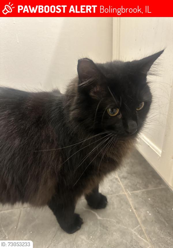 Lost Male Cat last seen Diane Ln and Winston Dr, Bolingbrook, IL 60440
