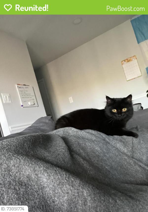 Reunited Female Cat last seen Mohegan Dr, Falls Church, VA 22043